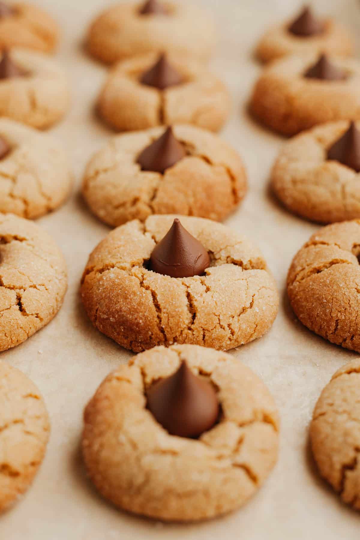Three rows of peanut butter blossoms on parchment paper.